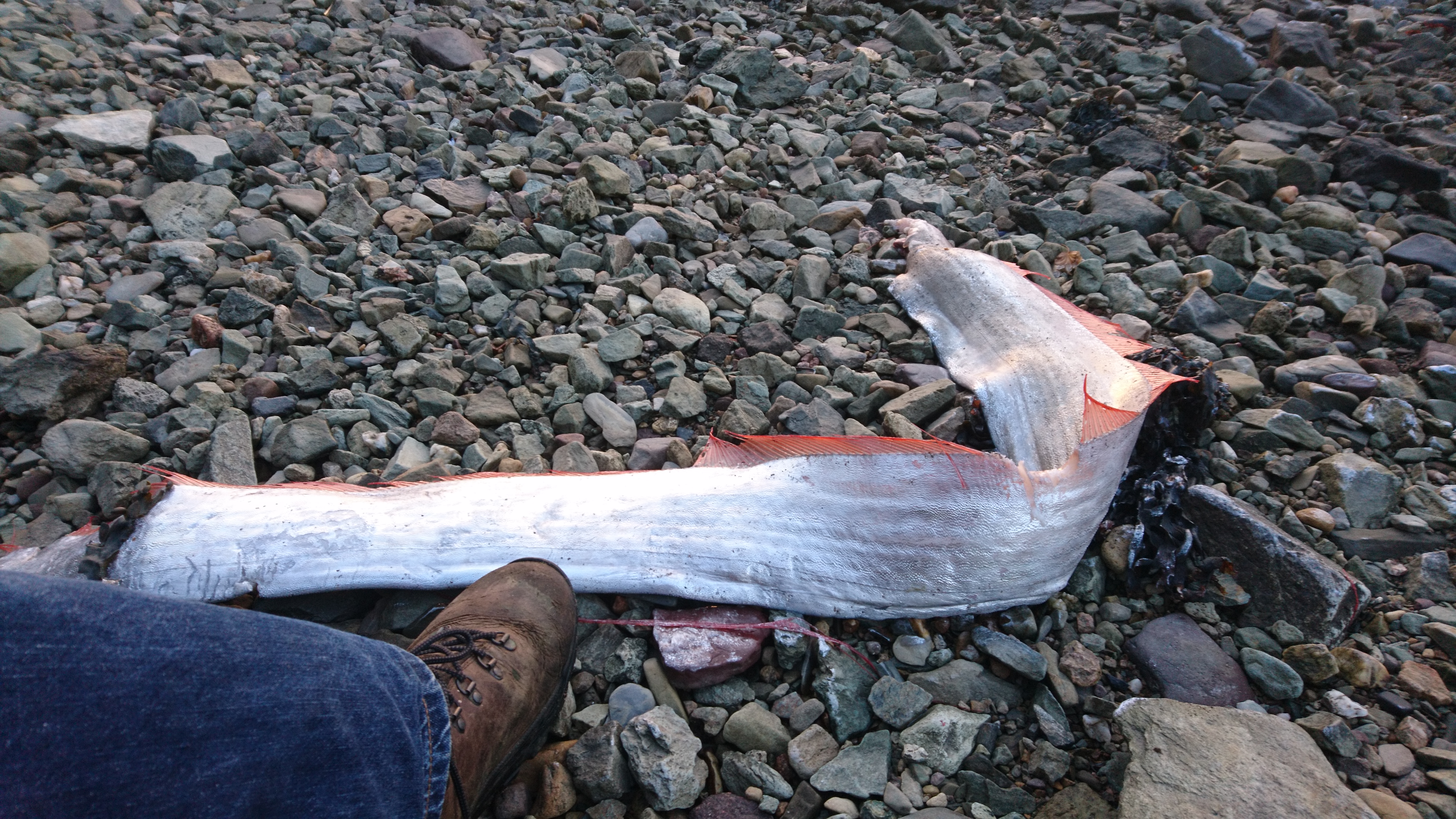 Mystery fish on Ryan’s Shore