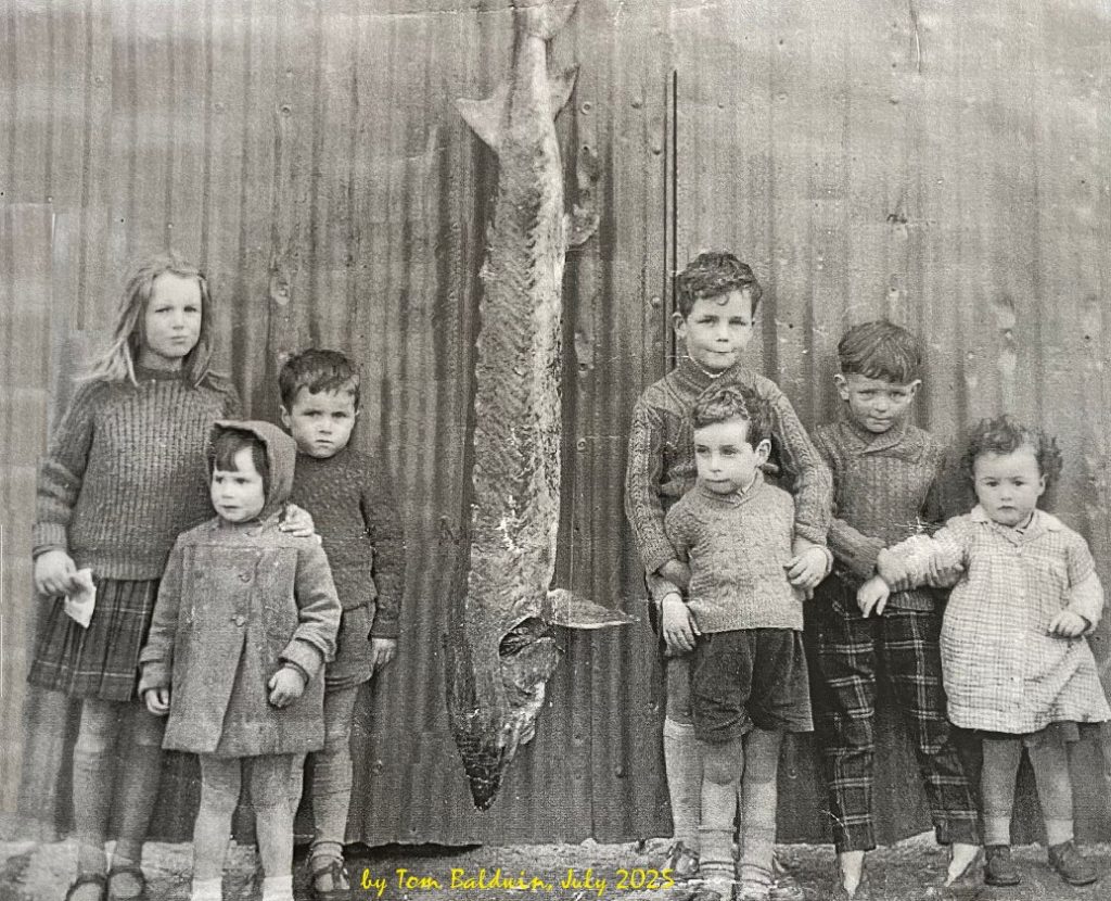 Sturgeon on display at Passage East 1962